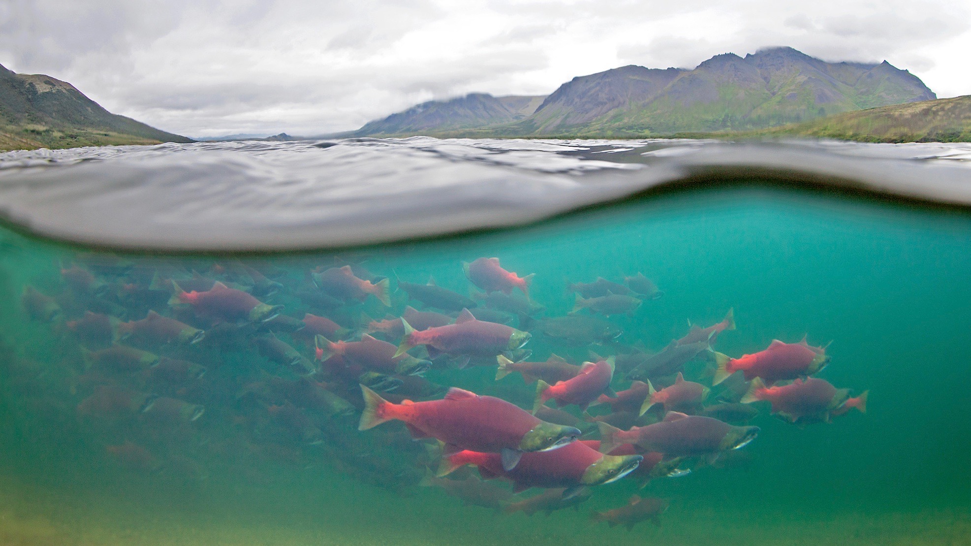 bristol bay sockeye fish eye guy 1980 1