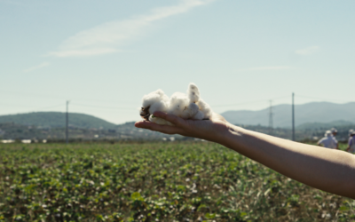 Finisterre Introduces Regenerative Organic Cotton