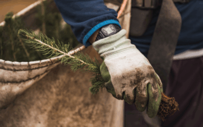Oboz Footwear Reaches 7 Million Tree Plantings 